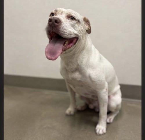 Photo of Tommie, adoptable senior Pit Bull Terrier in San Pedro, California