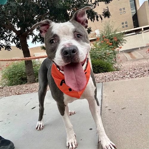 Photo of Kiwi, adoptable senior American Pit Bull Terrier in Mesa, Arizona