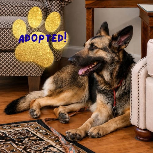 Photo of Margret, adoptable senior German Shepherd Dog in Baltimore, Maryland