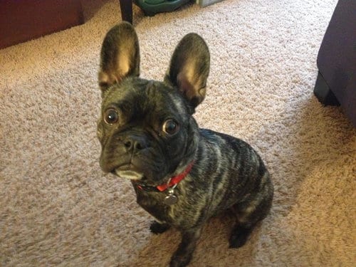 Photo of Lenny, adoptable senior French Bulldog in Holland, Michigan