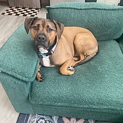 Photo of Russet Potato, adoptable senior Rottweiler Pit Bull Terrier in Salem, Oregon