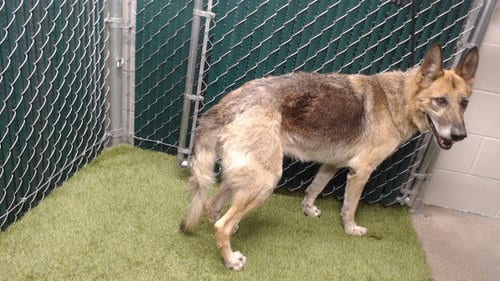 Photo of Princess, adoptable senior German Shepherd Dog in Downey, California
