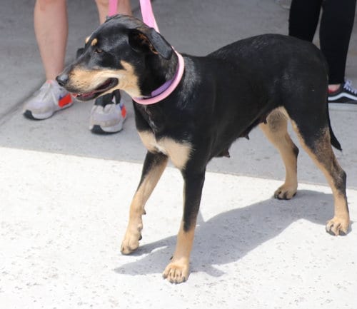 Photo of Luna MK, adoptable senior Labrador Retriever in Pflugerville, Texas