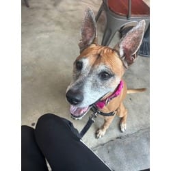 Photo of Rubi, adoptable senior Terrier (Unknown Type, Medium) in Doral, Florida