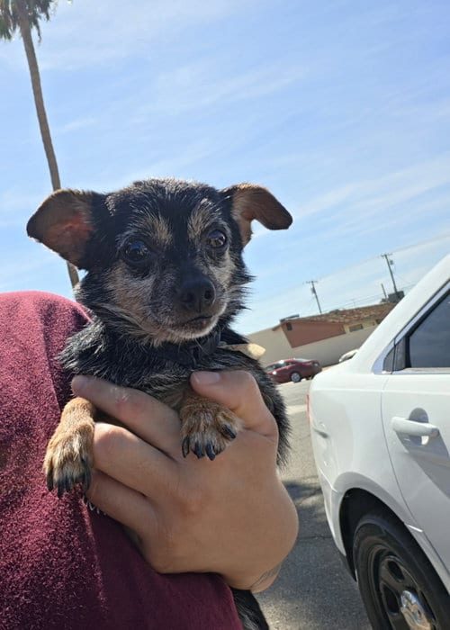 Photo of Tiny, adoptable senior Chihuahua in El Centro, California