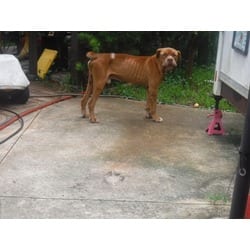 Photo of Marty, adoptable senior Bullmastiff in Doral, Florida