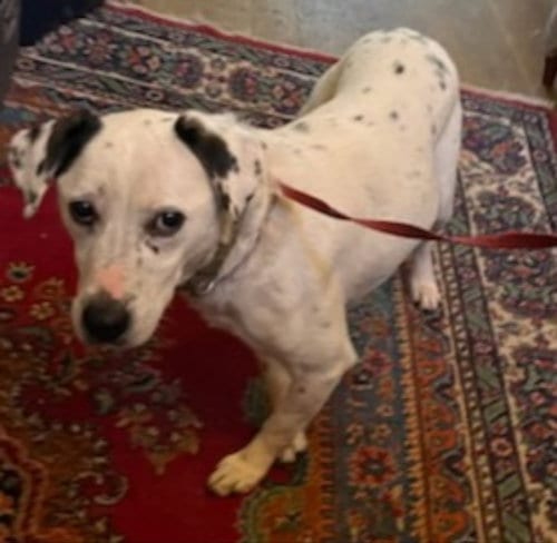 Chelsea, adoptable senior Beagle in Winston Salem, NC