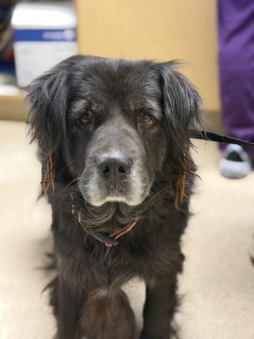 Photo of Pandi, adoptable senior Labrador Retriever in Riverside, California
