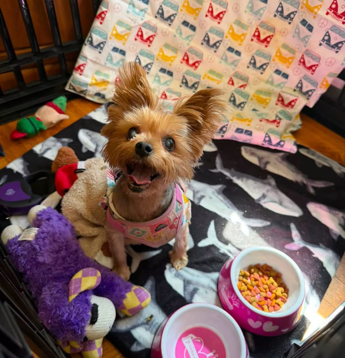 Photo of Tillie, adoptable senior Yorkie, Yorkshire Terrier in Cranston, Rhode Island