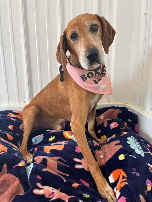 Photo of Skippy, adoptable senior Hound in Osgood, Indiana