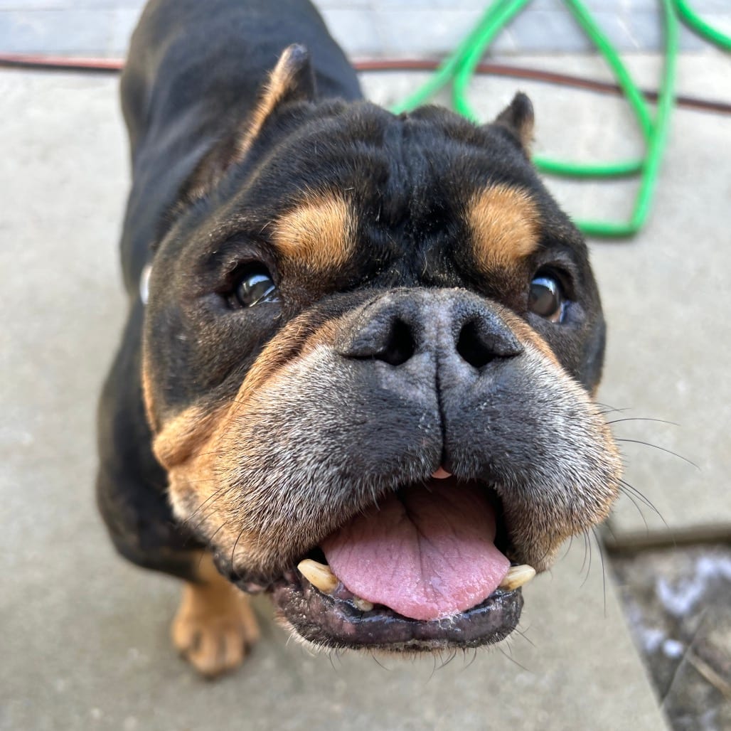 Photo of Benji C, adoptable senior Bulldog, English / Mixed Breed (Medium) in Patchogue, New York