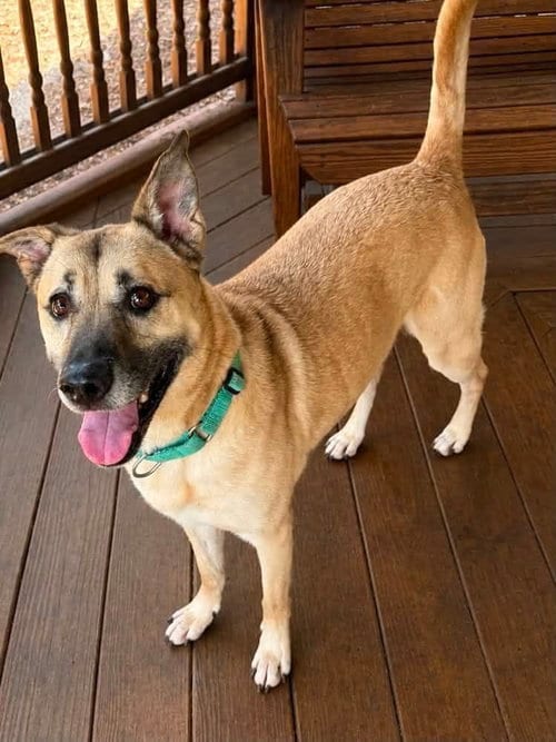 Photo of Butters, adoptable senior German Shepherd Dog in Martinsburg, West Virginia