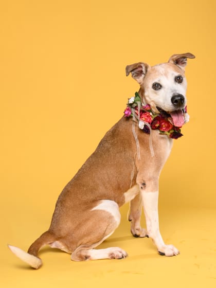 Photo of Chyna, adoptable senior dog in Atlanta, Georgia