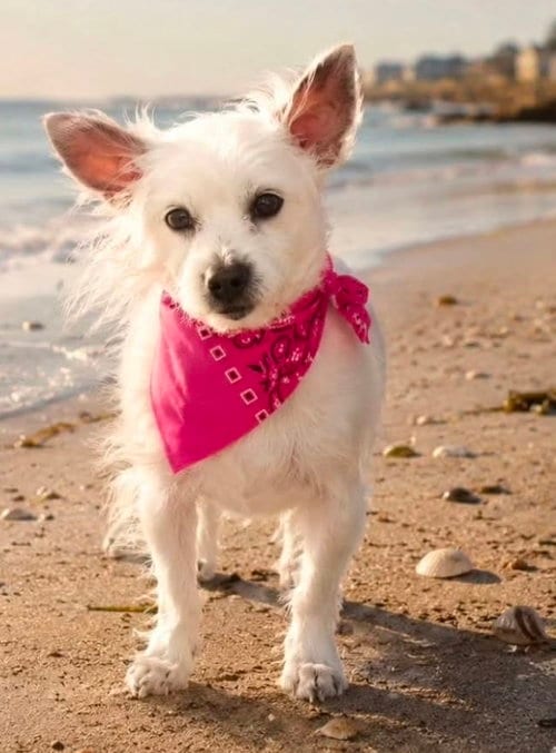 Photo of Sweet Pea, adoptable senior Chihuahua in Caldwell, New Jersey