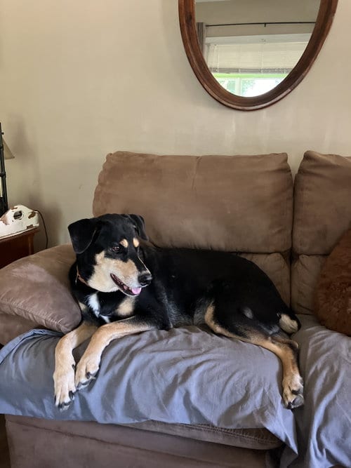 Photo of Bug, adoptable senior Doberman Pinscher in Minneaoplis, Minnesota