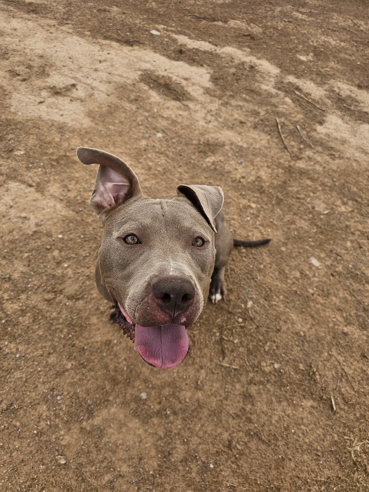 Photo of Gemma, adoptable senior American Pit Bull Terrier in Maricopa, Arizona