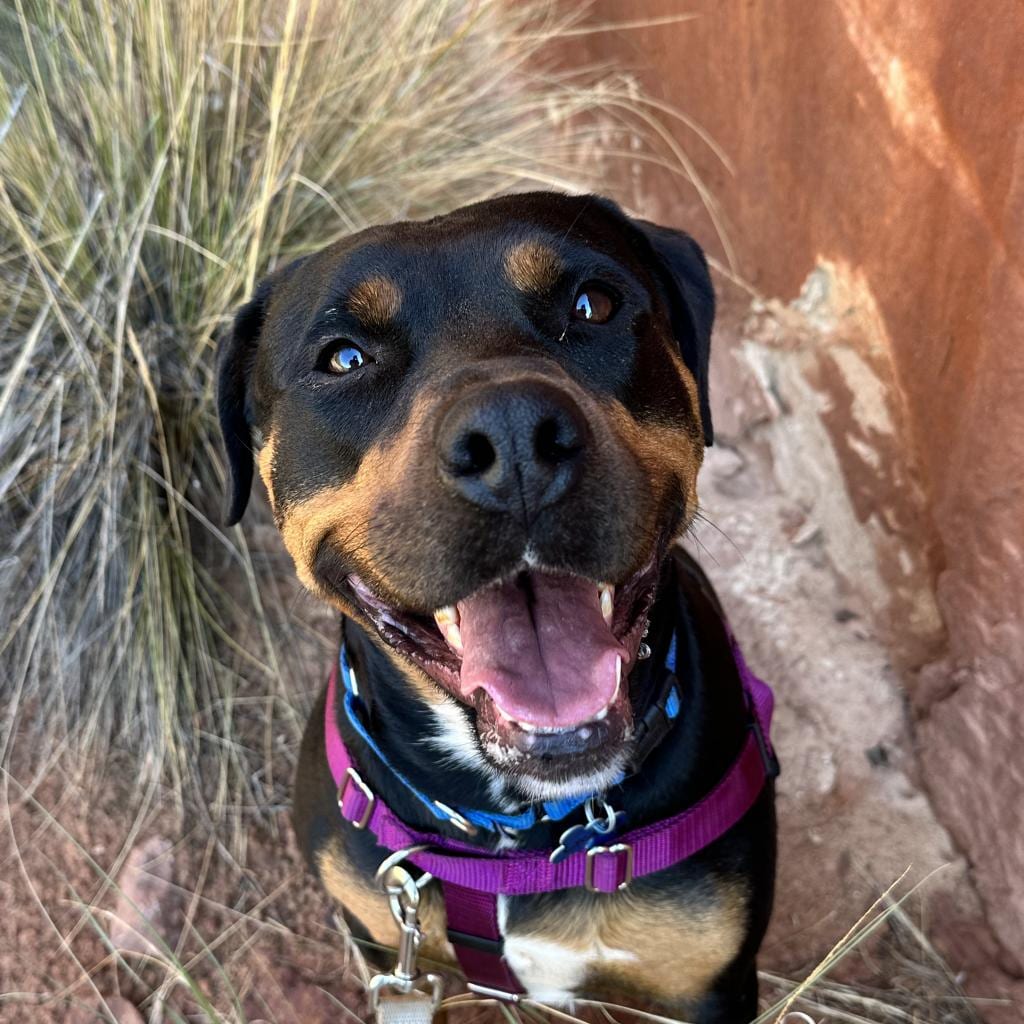 Photo of Licorice, adoptable senior Rottweiler / Mix in Kanab, Utah