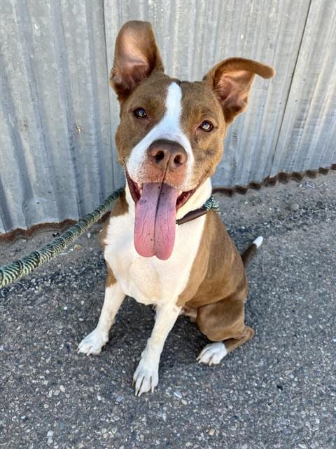Photo of Papa, adoptable senior Pit Bull Terrier in Albuquerque, New Mexico