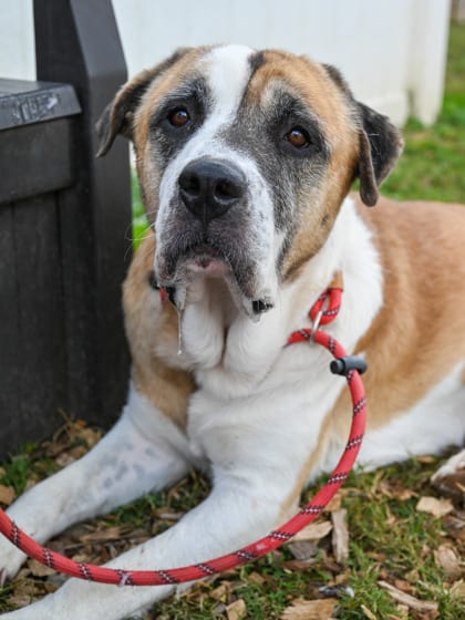 Photo of Barney, adoptable senior dog in Chamblee, Georgia