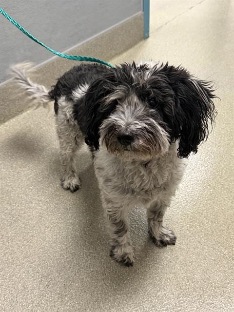Photo of Obi, adoptable senior Terrier in Las Vegas, Nevada