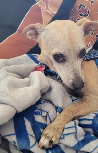 Photo of Ravioli, adoptable senior Chihuahua in San Diego, California
