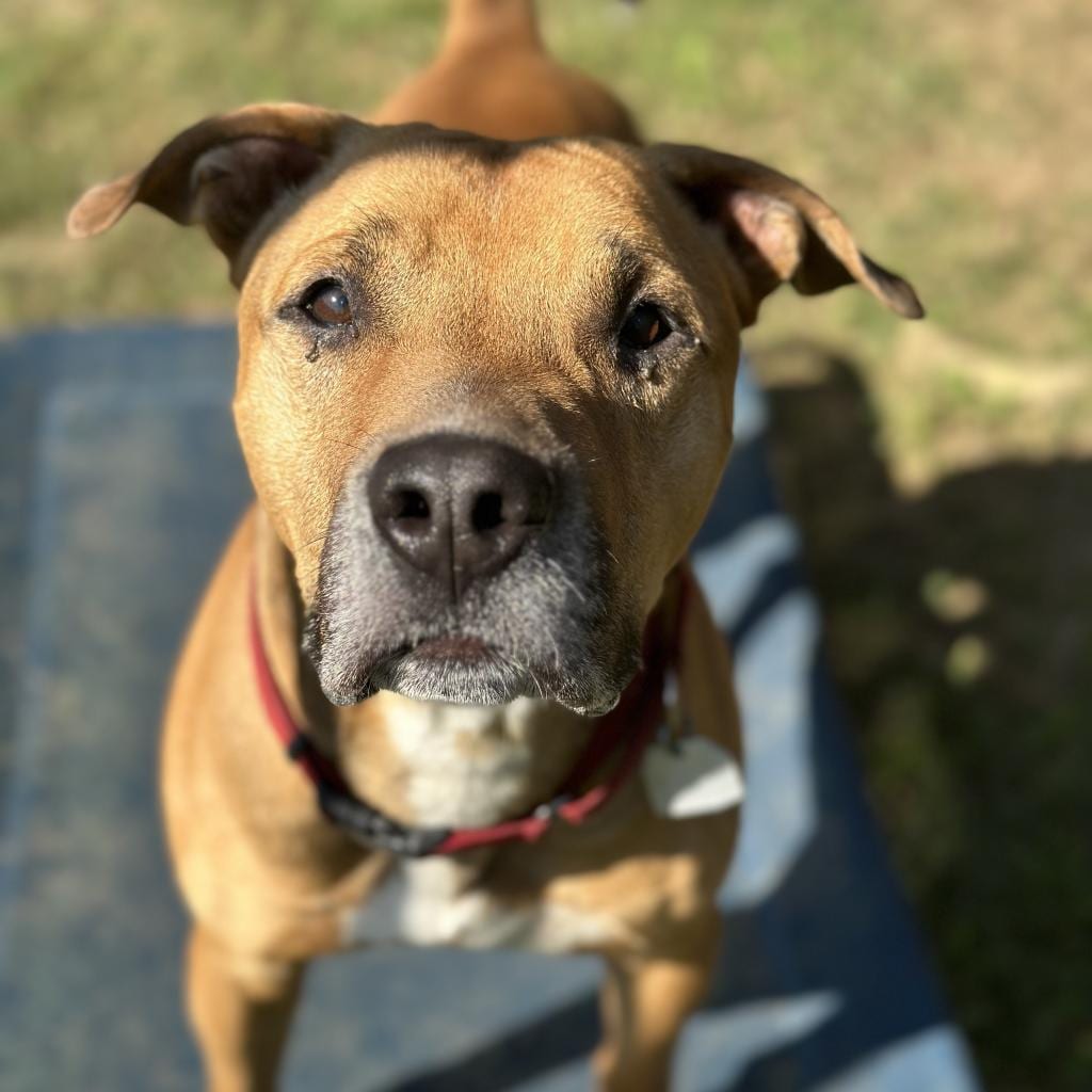 Photo of Rupert, adoptable senior Mixed Breed (Medium) in Chattanooga, Tennessee