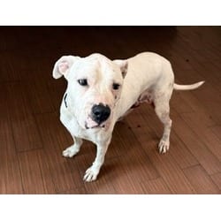Photo of Martin, adoptable senior Dogo Argentino in Ft Lauderdale, Florida