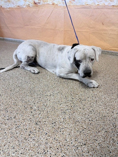 Photo of Pirate, adoptable senior Dogo Argentino in Miami, Florida