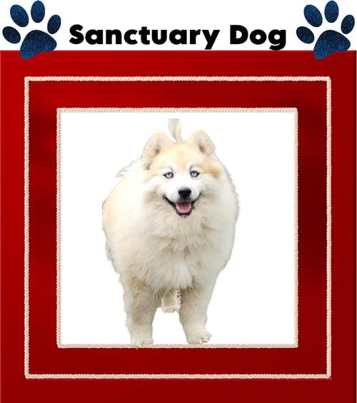 Bear Kendall, adoptable senior Husky in Cuba, NY