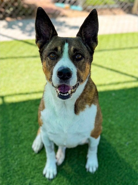 Photo of Ezra, adoptable senior German Shepherd Dog in Agoura, California