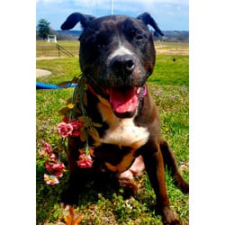 Photo of Deidre, adoptable senior American Pit Bull Terrier in Kansas City, Missouri