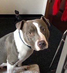 Blayne Georgie, adoptable senior American Staffordshire Terrier in Roswell, GA