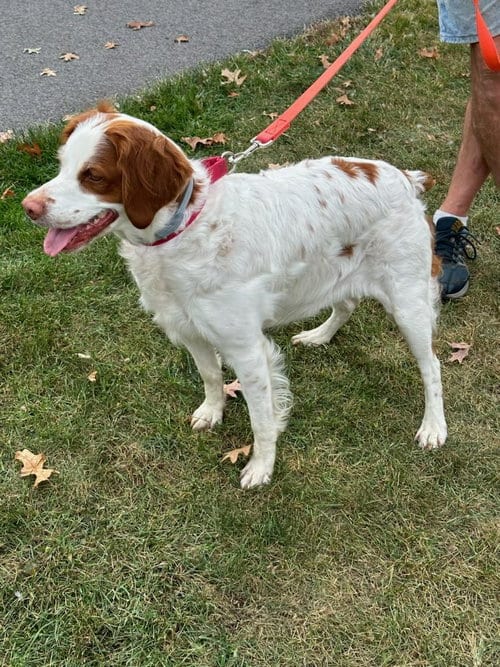 Photo of TN/Dottie, adoptable senior Brittany in Curwensville, Pennsylvania