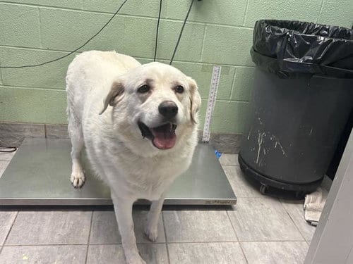 Photo of Paisley, adoptable senior Great Pyrenees in Grand Prairie, Texas