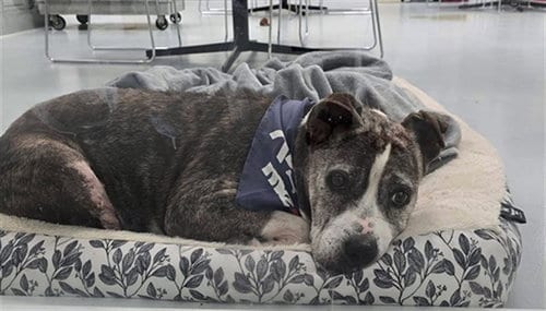 Photo of Mildred, adoptable senior American Pit Bull Terrier in Ocala, Florida