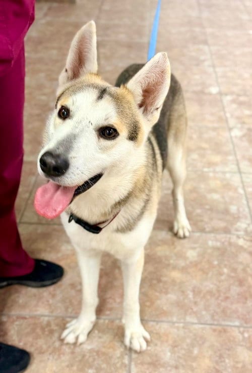 Photo of Lox, adoptable senior Siberian Husky in Carrollton, Texas