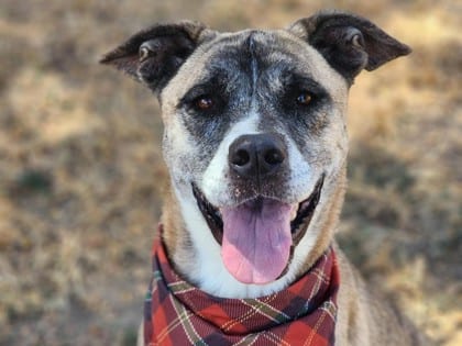 Photo of Gravy, adoptable senior dog in Georgetown, Texas