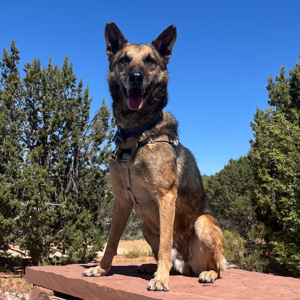 Photo of Soldier, adoptable senior Malinois, Belgian in Kanab, Utah