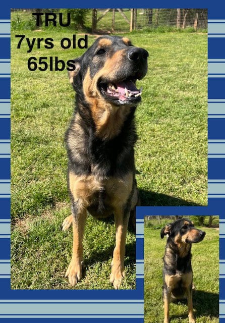 Photo of Tru, adoptable senior Shepherd in Holbrook, New York
