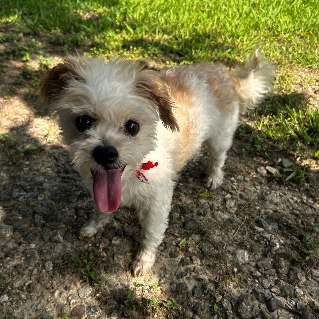 Photo of Captain, adoptable senior Maltese / Poodle, Toy in Santa Fe, Texas