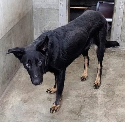 Photo of Dyna, adoptable senior German Shepherd Dog in Los Angeles, California