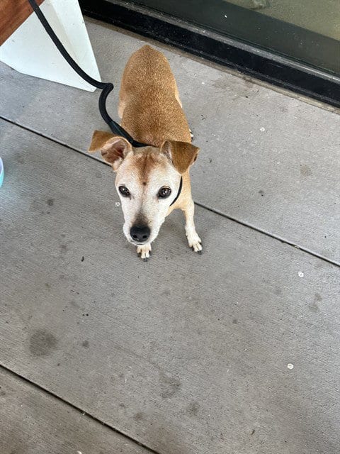 Photo of Broski, adoptable senior Terrier in Pearland, Texas