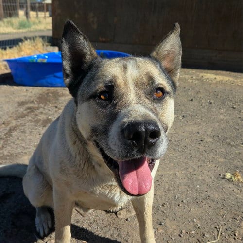 Boris, adoptable senior Akita in Yreka, CA