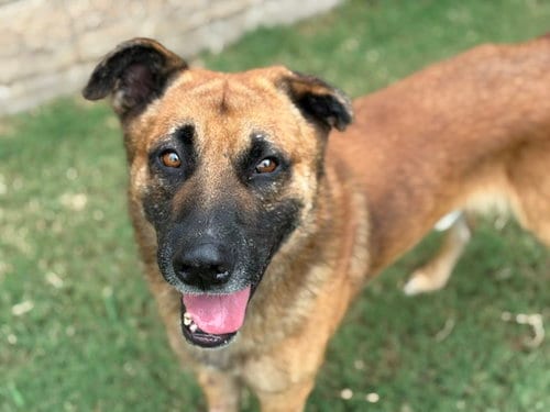 Photo of Dagger, adoptable senior German Shepherd Dog in Tulsa, Oklahoma