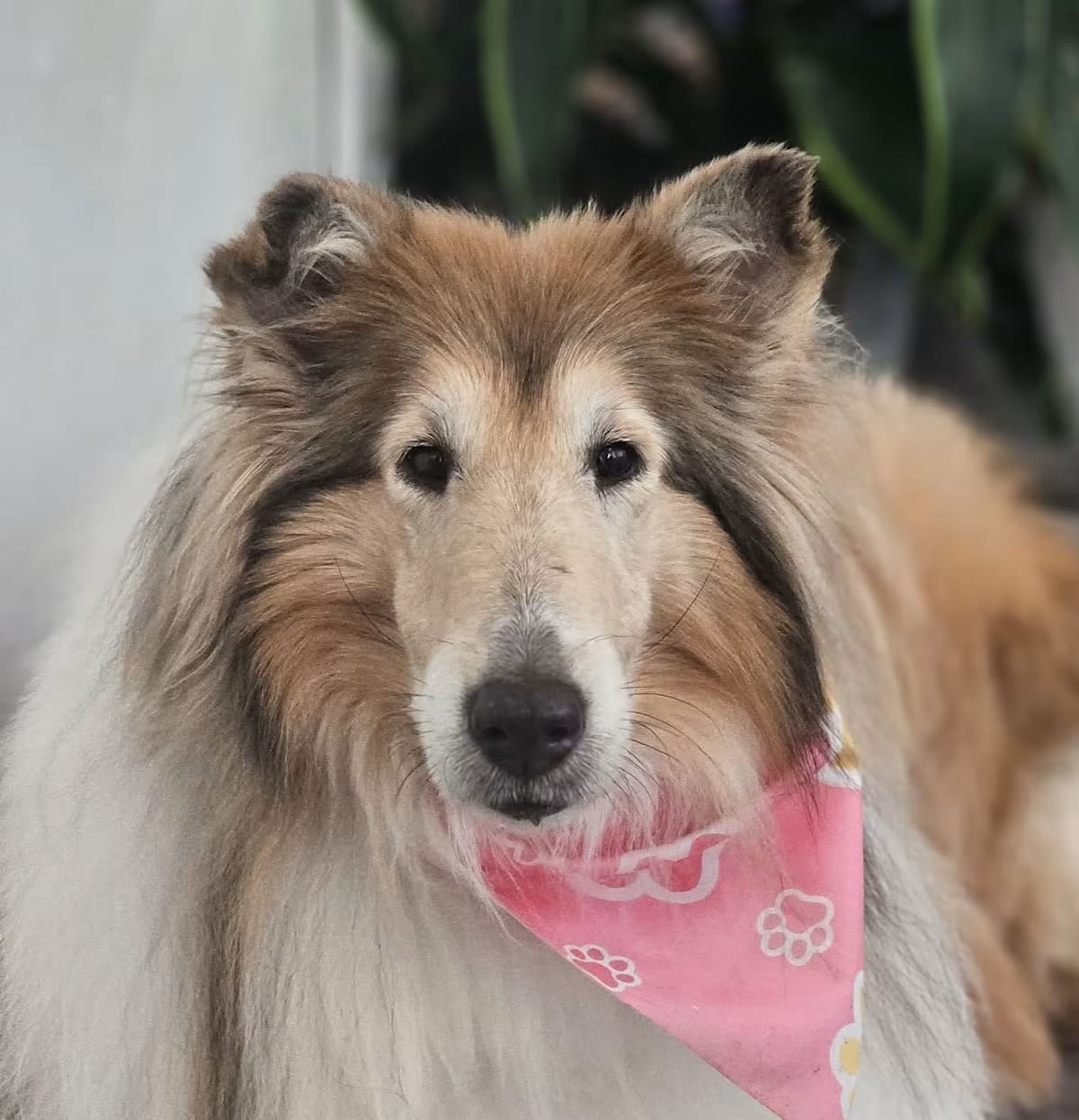 Photo of Celia, adoptable senior Collie in Virginia beach, Virginia