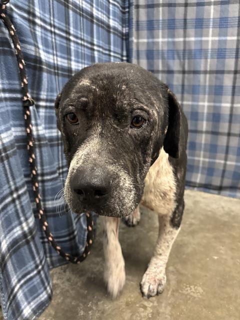 Photo of Skinner, adoptable senior American Bulldog in Rosenberg, Texas
