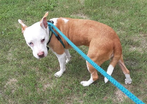 DAWN, adoptable senior Bulldog in Green Cove Springs, FL