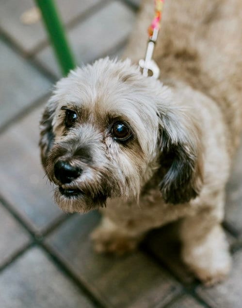 Photo of Coco, adoptable senior Shih Tzu in St. Louis Park, Minnesota