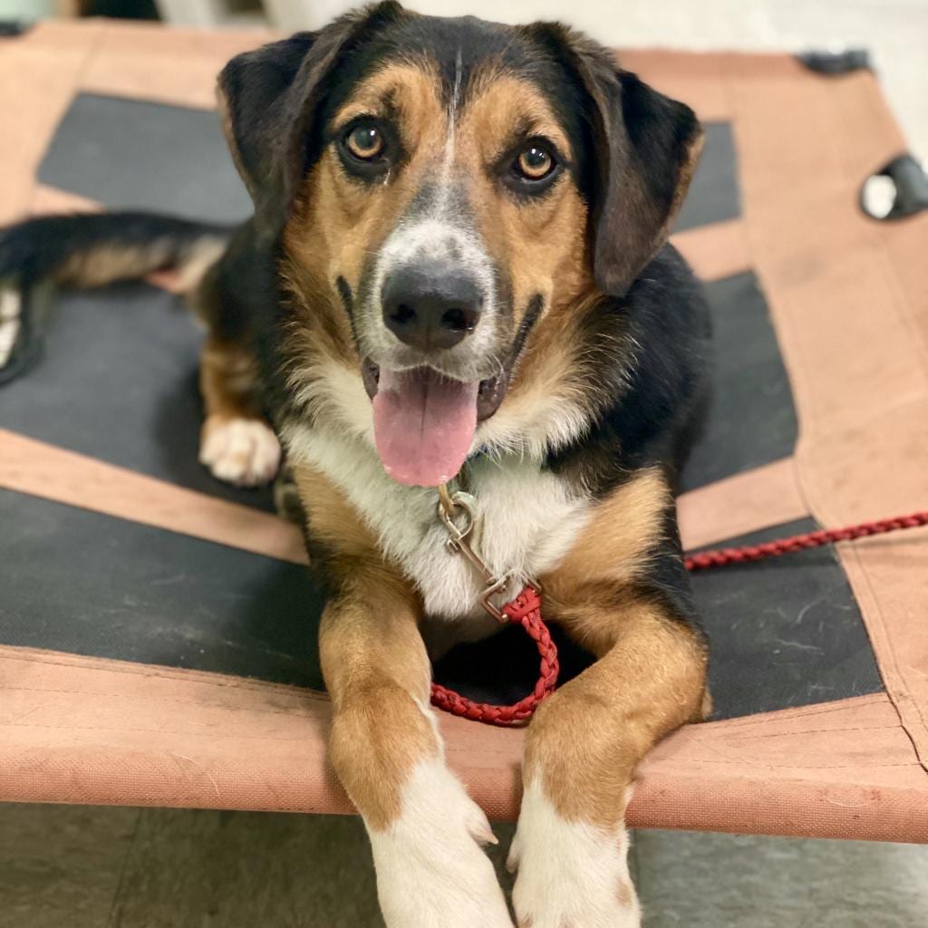 Photo of Schroeder, adoptable senior Bernese Mountain Dog / Mix in Kanab, Utah