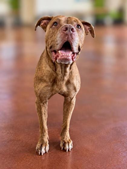 Photo of Rosco, adoptable senior Terrier in New Orleans, Louisiana